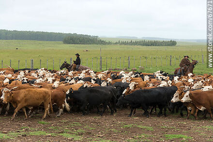 Arreando las vacas - Fauna - IMÁGENES VARIAS. Foto No. 67671