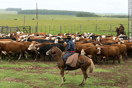 Arreando las vacas - Fauna - IMÁGENES VARIAS. Foto No. 67673