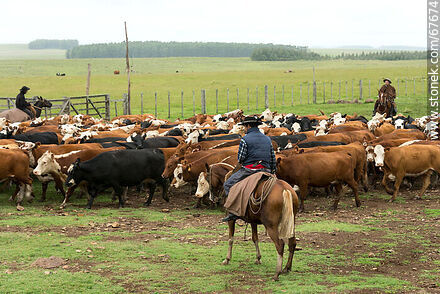 Herding cattle - Fauna - MORE IMAGES. Photo #67674