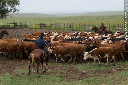 Herding cattle - Fauna - MORE IMAGES. Photo #67676