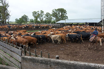 Cattle in the corral - Fauna - MORE IMAGES. Photo #67681
