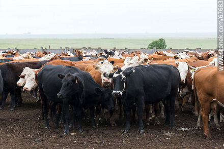 Cattle in the corral - Fauna - MORE IMAGES. Photo #67683