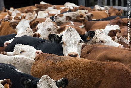 Ganado vacuno en el corral - Fauna - IMÁGENES VARIAS. Foto No. 67685