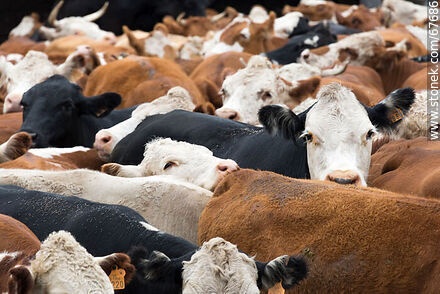 Ganado vacuno en el corral - Fauna - IMÁGENES VARIAS. Foto No. 67686