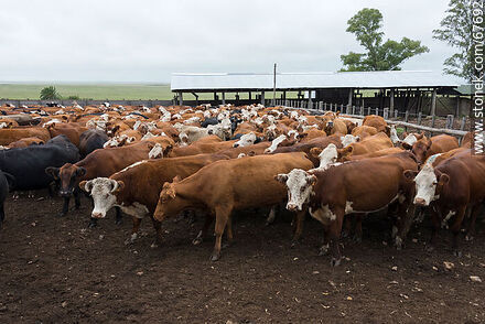Cattle in the corral - Fauna - MORE IMAGES. Photo #67692