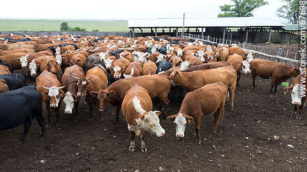 Cattle in the corral - Fauna - MORE IMAGES. Photo #67698