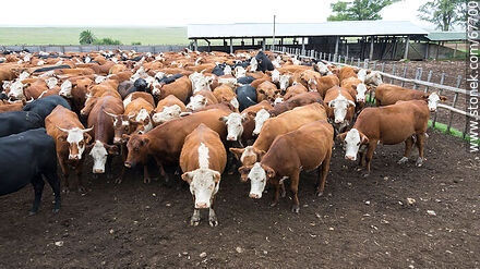Cattle in the corral - Fauna - MORE IMAGES. Photo #67700