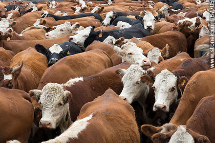 Ganado vacuno en el corral - Fauna - IMÁGENES VARIAS. Foto No. 67705