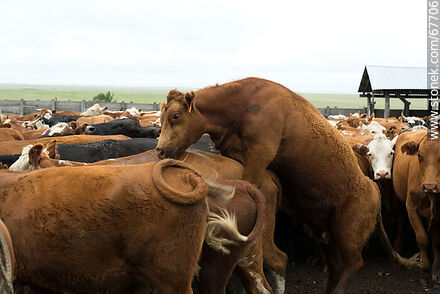 Vaca montando a otra - Fauna - IMÁGENES VARIAS. Foto No. 67706