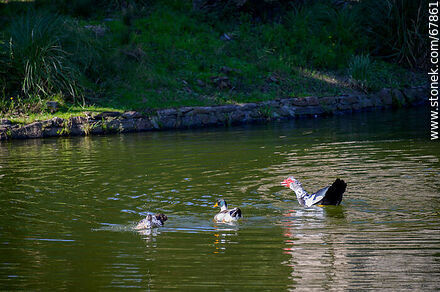 Patos en el lago - Departamento de Montevideo - URUGUAY. Foto No. 67861