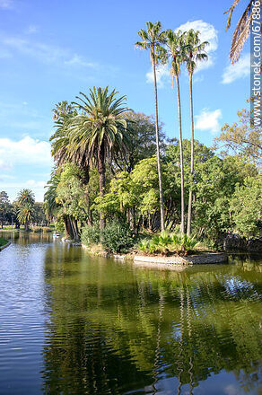 Palm trees on the islands of the lake - Department of Montevideo - URUGUAY. Photo #67886