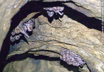 Cueva con murciélagos vampiros - Departamento de Maldonado - URUGUAY. Foto No. 67962