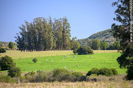 Campo con ovejas próximo al pueblo - Departamento de Maldonado - URUGUAY. Foto No. 68068
