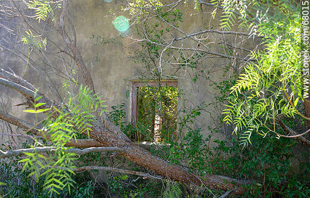 Molle y casa abandonada - Departamento de Maldonado - URUGUAY. Foto No. 68015