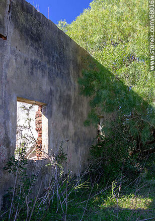 Molle y casa abandonada - Departamento de Maldonado - URUGUAY. Foto No. 68016