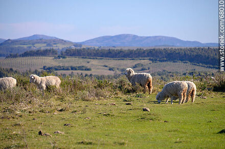 Sheep in the field - Department of Maldonado - URUGUAY. Photo #68010