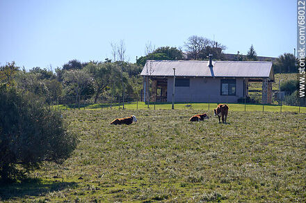 Vacas en el campo - Departamento de Maldonado - URUGUAY. Foto No. 68012