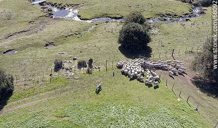 Arriando ovejas al corral - Departamento de Maldonado - URUGUAY. Foto No. 68092