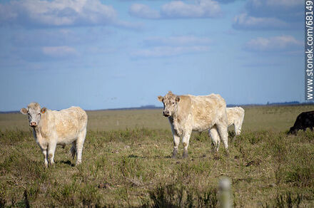 Cattle in the department of Flores - Flores - URUGUAY. Photo #68149