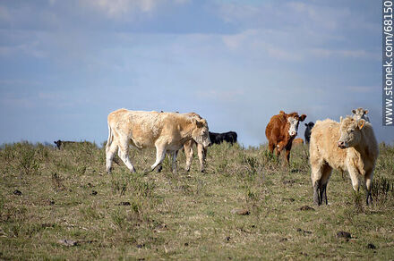 Cattle in the department of Flores - Flores - URUGUAY. Photo #68150