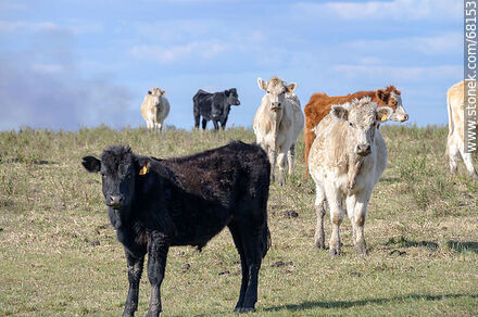 Cattle in the department of Flores -  - URUGUAY. Photo #68153