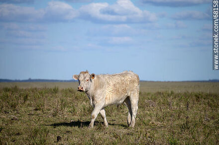 Cattle in the department of Flores - Flores - URUGUAY. Photo #68158