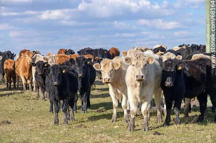 Cattle in the department of Flores - Flores - URUGUAY. Photo #68164
