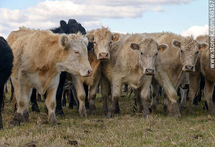 Ganado vacuno en el departamento de Flores - Fauna - IMÁGENES VARIAS. Foto No. 68167