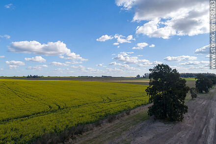 Canola fields - Flores - URUGUAY. Photo #68263