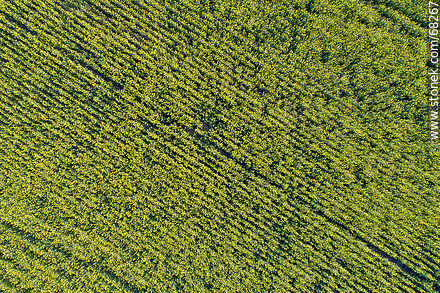 Aerial view of fields of yellow canola flowers -  - URUGUAY. Photo #68267