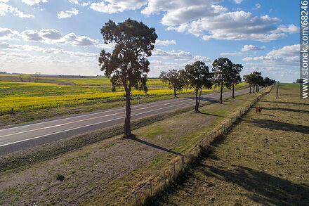 Aerial view of Route 14 and canola fields - Flores - URUGUAY. Photo #68246