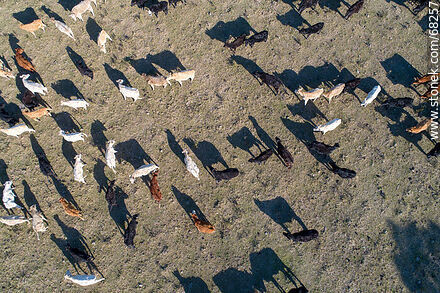 Vista aérea cenital de ganado vacuno kerry irlandes - Departamento de Flores - URUGUAY. Foto No. 68257