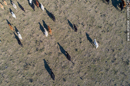 Vista aérea cenital de ganado vacuno kerry irlandes - Departamento de Flores - URUGUAY. Foto No. 68258