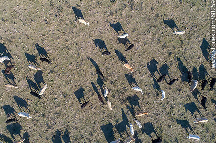 Vista aérea cenital de ganado vacuno kerry irlandes - Departamento de Flores - URUGUAY. Foto No. 68259