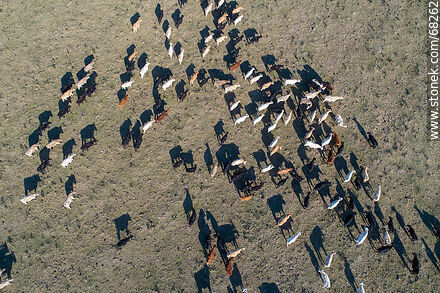 Vista aérea cenital de ganado vacuno kerry irlandes -  - URUGUAY. Foto No. 68262