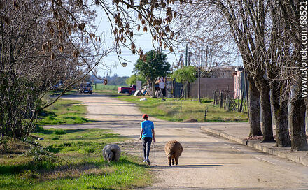 Young man walking two sheep - Department of Florida - URUGUAY. Photo #68521