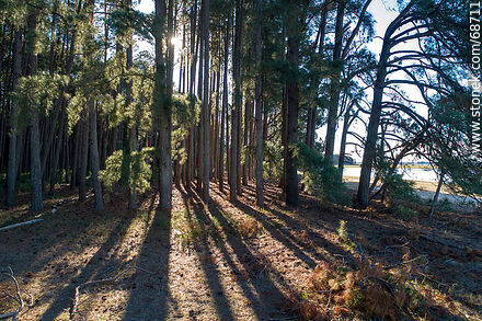 Pine forest at the campsite - Tacuarembo - URUGUAY. Photo #68711