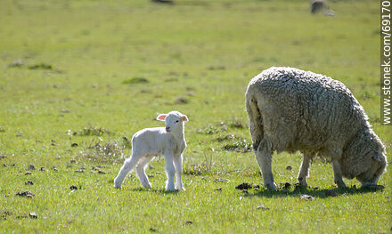Sheep with her lamb - Durazno - URUGUAY. Photo #69170