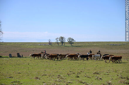 Herding cattle - Durazno - URUGUAY. Photo #69222