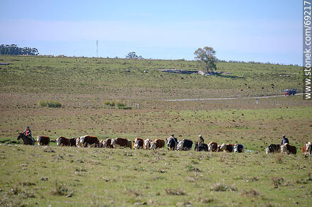 Herding cattle - Durazno - URUGUAY. Photo #69217