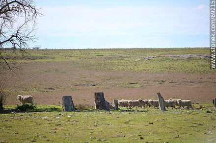 Flock of sheep -  - URUGUAY. Photo #69215
