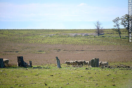 Flock of sheep - Durazno - URUGUAY. Photo #69214