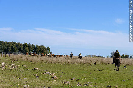 Arriando ganado vacuno - Departamento de Durazno - URUGUAY. Foto No. 69207