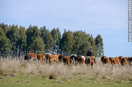 Arriando ganado vacuno - Departamento de Durazno - URUGUAY. Foto No. 69206