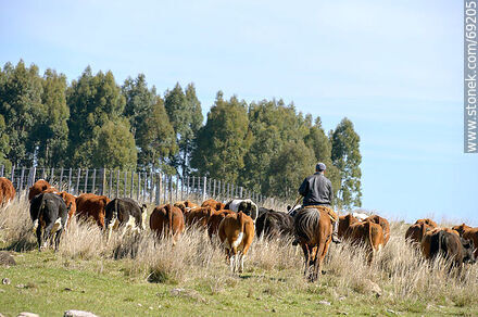 Arriando ganado vacuno - Departamento de Durazno - URUGUAY. Foto No. 69205