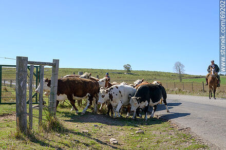 Herding cattle - Durazno - URUGUAY. Photo #69202