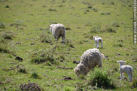 Ovejas con sus corderos - Departamento de Durazno - URUGUAY. Foto No. 69169
