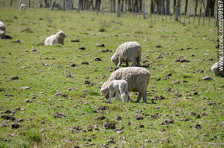 Sheep with their lambs - Durazno - URUGUAY. Photo #69167
