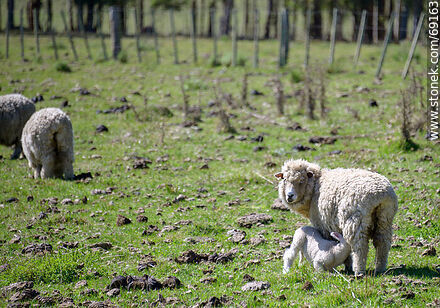 Sheep with their lambs - Durazno - URUGUAY. Photo #69163
