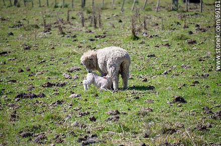 Sheep with their lambs - Durazno - URUGUAY. Photo #69161